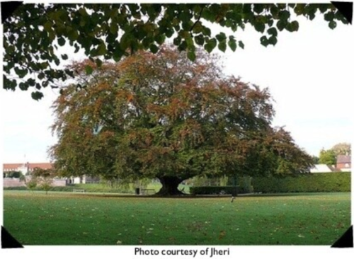 Go Out On a Limb+Image