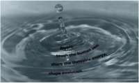 Ripple+Image
